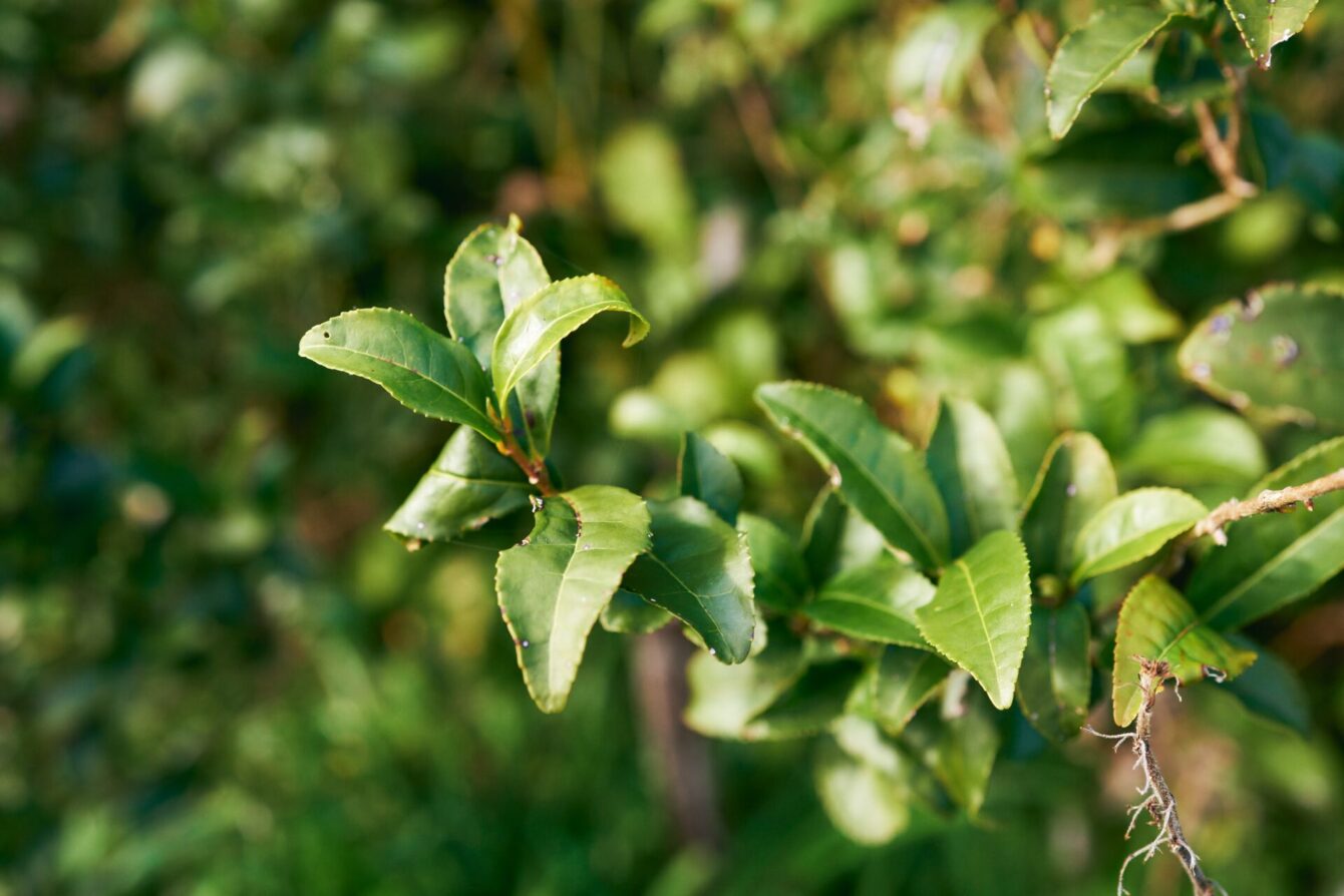The Secrets of Lacto-Fermented Tea, and How a Japanese Town Grabbed the ...